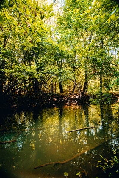 Crevedia, Dambovita